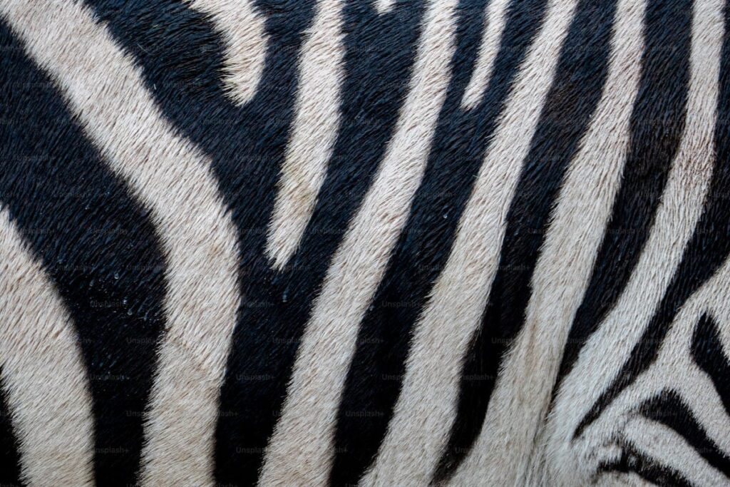 Zebra stripe line print black and white fashion 2025